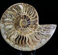 Choffaticeras (Daisy Flower) Ammonite #21632-1